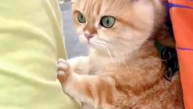 Hilarious Cat's Hysterical Reaction to Motorcycle Noise Will Leave You in Stitches!