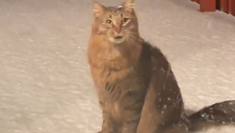 Hilarious Feline Frolics! Cat Goes Bananas over Snow, and You Won't Stop Laughing!