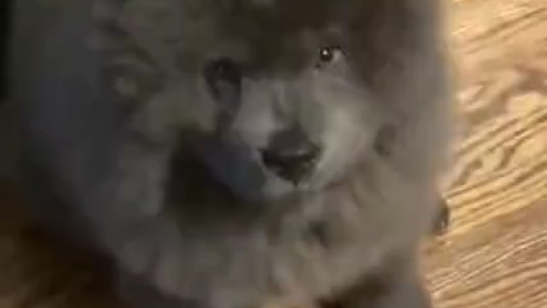 Tiny Yet Mighty: Hilarious Video of a Small Dog Holding His Own Among Giant Breeds!