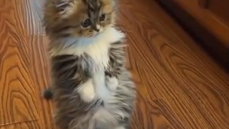 Cuteness Overload Alert: Watch This Adorable Small Cat Melt Hearts!