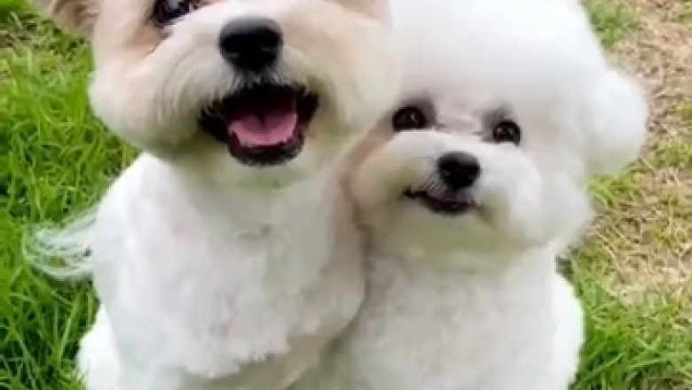 Double Dose of Happiness: Watch These Two Small Dogs Spread Joy!