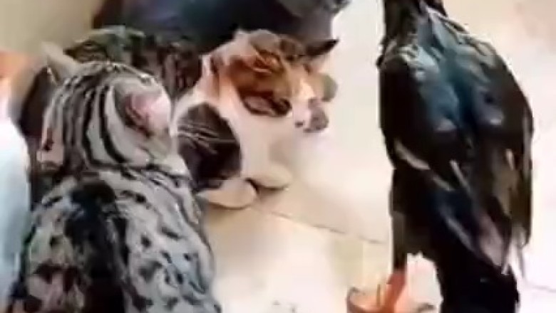 Feathers Fly as Cat and Goose Engage in Epic Battle of Wits!