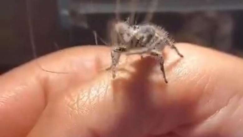 Hilarious Arachnid Makeover: Spider Mistakenly Weaves Wool for a Whole New Web!