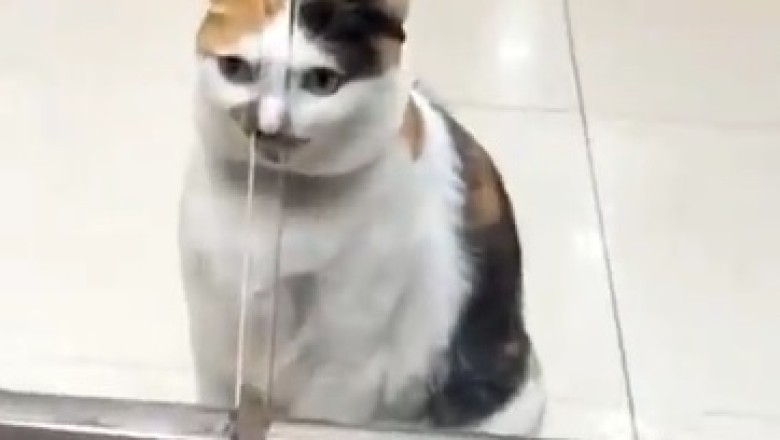 Hilarious Cat vs. Glass Door: A Nose-Sticking Comedy!