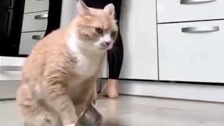 Hungry Hangry Cat Throws a Hilarious Tantrum Over Late Dinner!