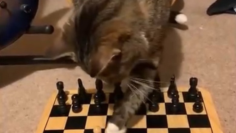 Paw-some Skill Alert! Watch in Awe as Clever Cat Takes Chess to a Whole New Level - Prepare for Hilarious Checkmate Madness!