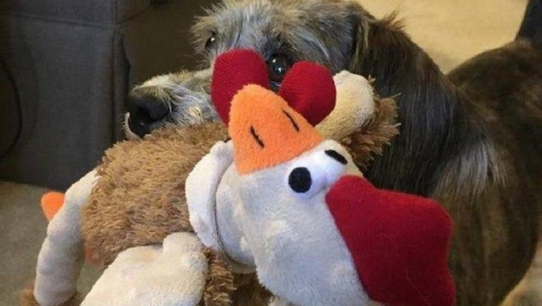 Heartbreaking Story: Abandoned Senior Dog Left in Stranger's Yard
