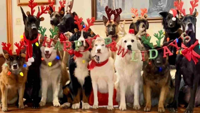Dogs Embrace the Christmas Spirit: Heartwarming Video Goes Viral