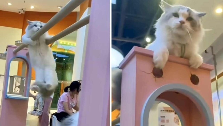 Mind-Blowing Cats With Superpowers Take the Internet by Storm!