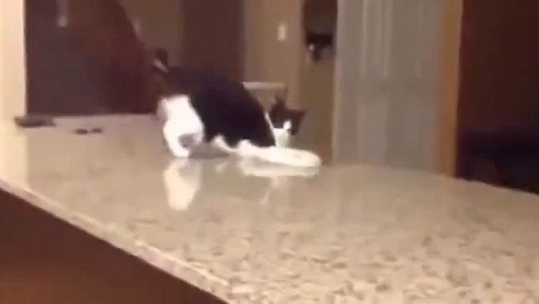 Purrfect Rhythm: Hilarious Cat Busts Out Samba Moves That'll Leave You Speechless!