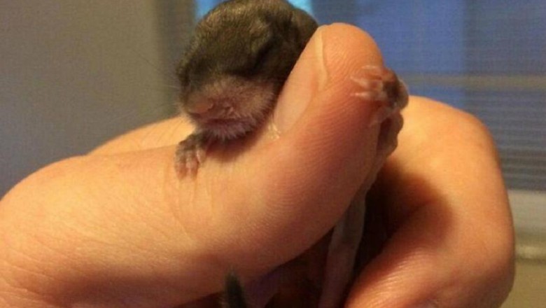 Rescued Squirrel Finds Unlikely Family and Forever Home, Defies Expectations!