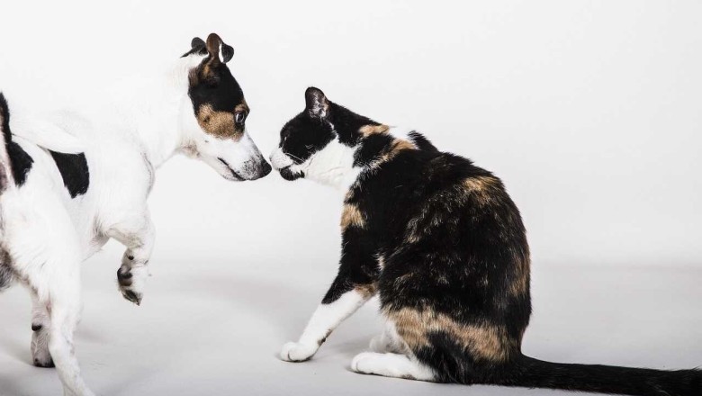 Master the Art of Pet Integration: Expert Guide to Introducing a New Cat to Your Household!