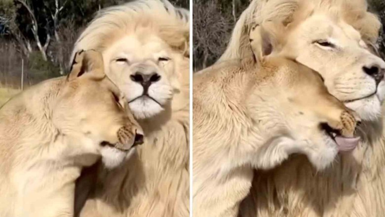 Unbelievable Love Story: Lion Couple's Heartwarming Affection Captivates the World