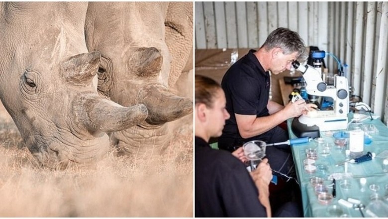 A Triumph of Science: Test Tube Rhinoceroses Signal Hope for Saving an Extinct Species