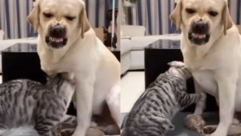 Fearless Kitten Takes a Risk, Petting Aggressive Dog — Watch This Incredible Video!