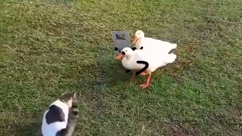 Feathered Paparazzi Alert: Hilarious Geese Turn Wildlife Photographers, Snap Cat-tivating Shots!