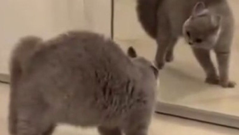 Paws-itively Hilarious: Funny Pets That Will Leave You in Stitches!