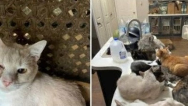 Shocking Discovery: Teacher Lives with Over 300 Cats, Chickens, and Ducks in Deplorable Conditions! Animal Hoarding Exposed!