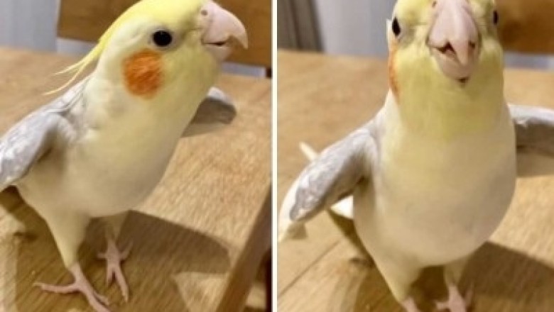 This Festive Cockatiel's Hilarious Whistling of 'Jingle Bells' is Taking the Internet by Storm!