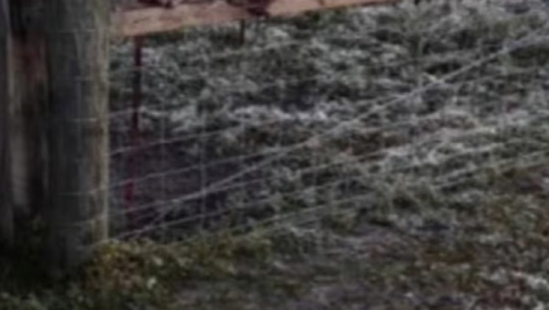 Unbelievable! A Text About a Fence Leads to an Incredible Adoption Story You Won't Believe!