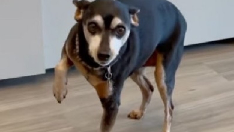 Unleashing Piper's Paw-simulating Deception: The Clever Canine's Hilarious Lesson in Treats!