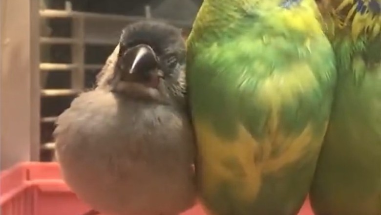 Hilarious Canaries Show Off Their Fabulous Feathers and Featherbrained Antics!