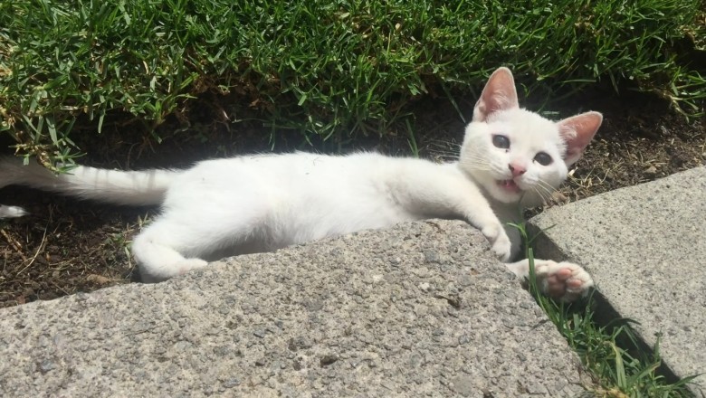 Hilarious Cat vs- Sneaky Mosquito Showdown!