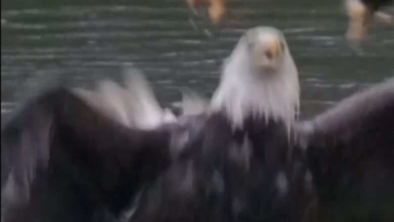 Hilarious Video: Eagle Hatches Epic Scheme to Snatch Fish from Sea!