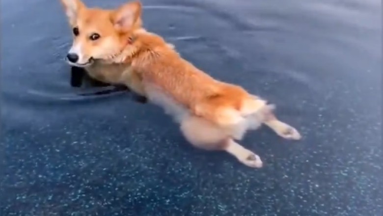 Paws-itively Hilarious: Dog Turns Pool into Comedy Central with Epic Swimming Skills!