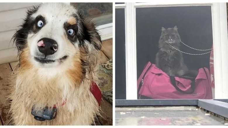 Pet Fails: Hilarious Moments that Make You ROFL
