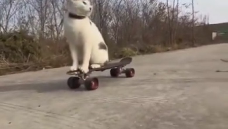 Purr-fectly Pawsome: Cat Takes the Sidewalk by Storm with Hilarious Skating Skills!