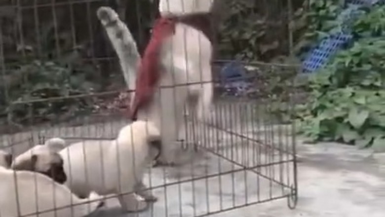 Superman Cat Adopts Puppies? Prepare for the Cutest Superhero Team-Up Ever!
