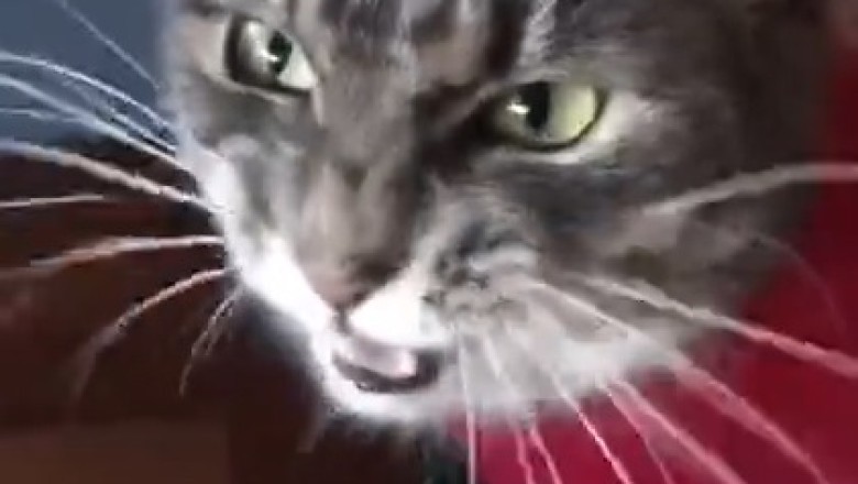 The Cat Comedy Hour: Pawsitively Hilarious Moments!