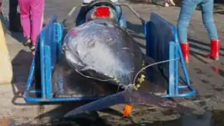The Divine Art of Giant Bluefin Tuna Cutting: A Luxurious Sashimi Experience Like No Other