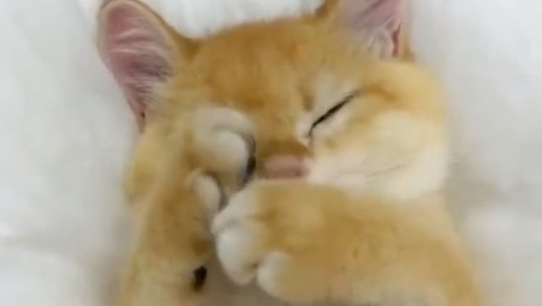 The Hilarious Awakening: Cat Alarm Clock Gone Wild - Prepare for a Purr-fectly Funny Morning Surprise!