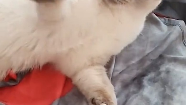 The Hilarious Quest for Entertainment: This Cat Demands Your Attention!