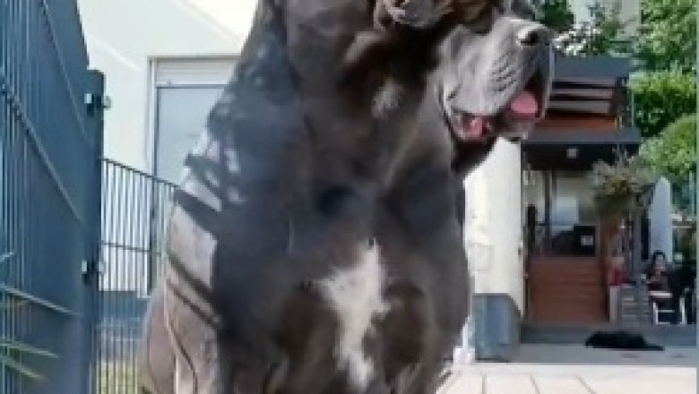 Twinsies Alert! The Hilarious Tale of Two Dogs Who Could Pass for Clones!