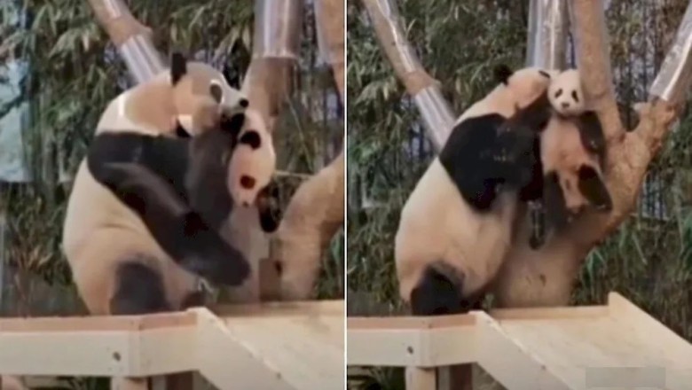 Shocking Footage Reveals Mother Panda's Controversial Parenting Method for Her Cub