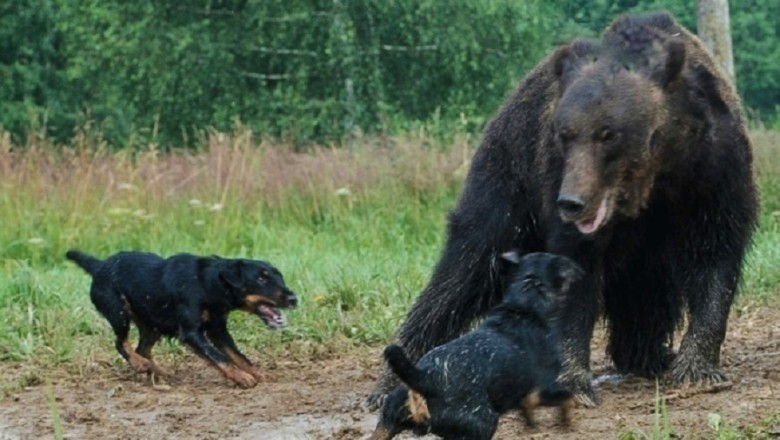 Unleashing the Power: How Germans Created the Ultimate "Superdog"!