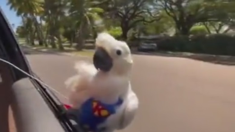 Hilarious Parrot Pranks Unsuspecting Drivers With its Epic 'Car Window' Performance!