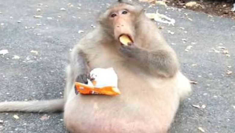 Unbelievable Discovery: Enormously Scaled Monkey Leaves Veterinarian Astonished