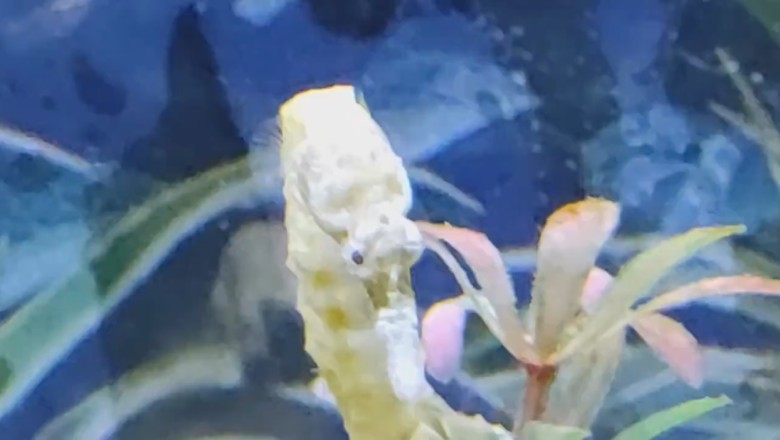 When a Plant Goes Hollywood: The Hilarious Adventures of a Live Plant!