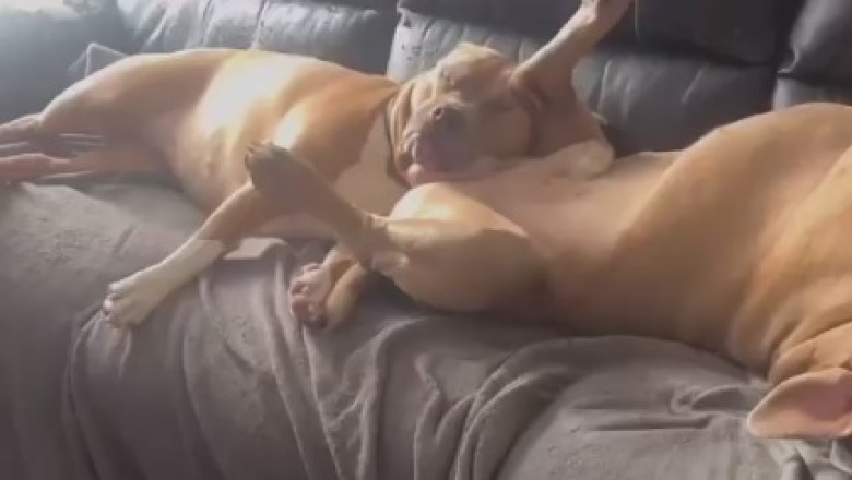 The Canine Comedy of Naptime: Hilarious Video Captures Two Dogs Caught in Hilarious Slumber!