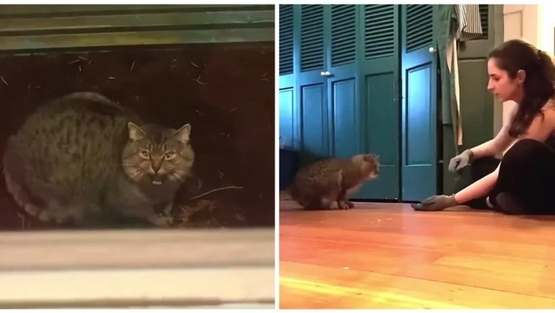 From Wild to Wonderful: The Incredible Transformation of a Feral Cat