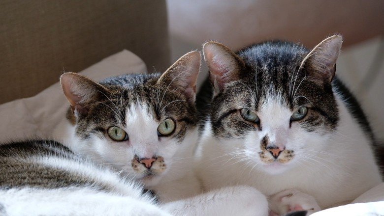 Cat-astrophic Comedy: Hilarious Cat Duo Embarks on a Hilarious Misadventure!
