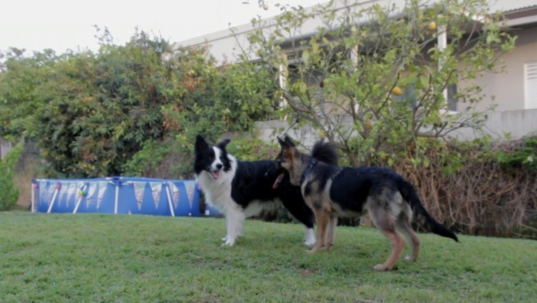 Hilarious Showdown: Two Dogs Compete in an Epic Dance Battle!