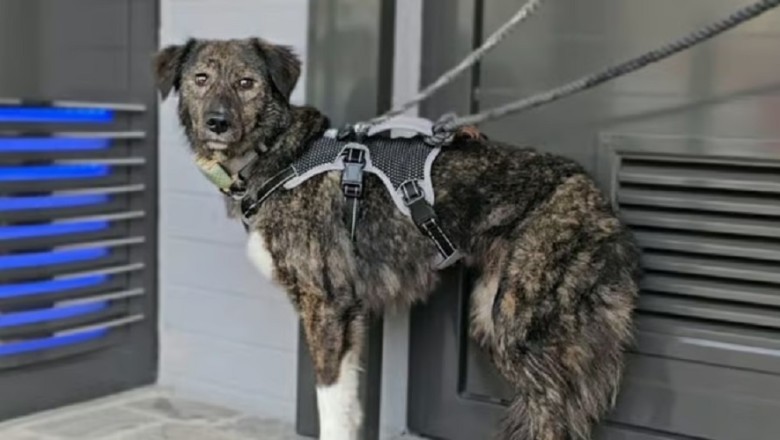 From the Brink of Death to Boundless Bliss: The Resilient Dog Who Found Hope
