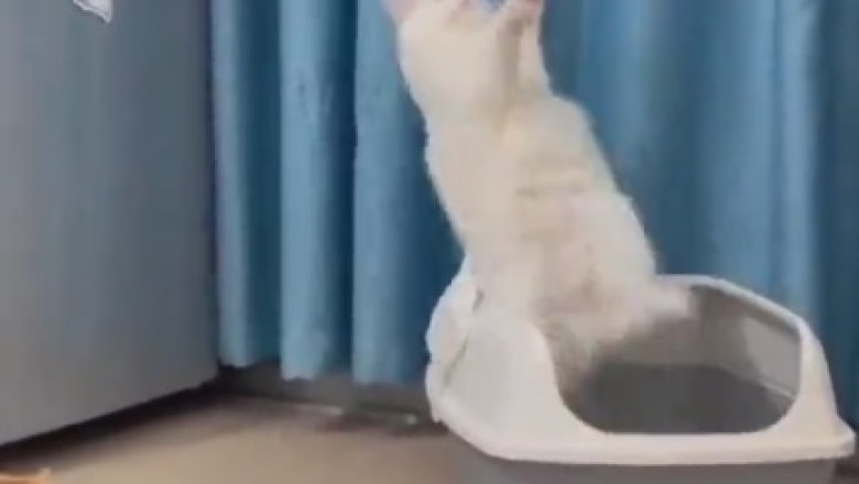 Gravity-Defying Cat Fails: Watch in Amazement as This Bouncy Feline Takes Hilarious Tumbles!