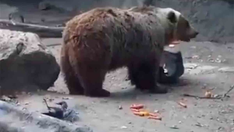 Heartwarming Moment: Bear Becomes Hero as It Rescues Drowning Crow at Hungarian Zoo!