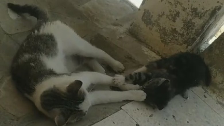 Hilarious Cat Comedy Duo: Watch Two Cats Engage in Epic Shenanigans!